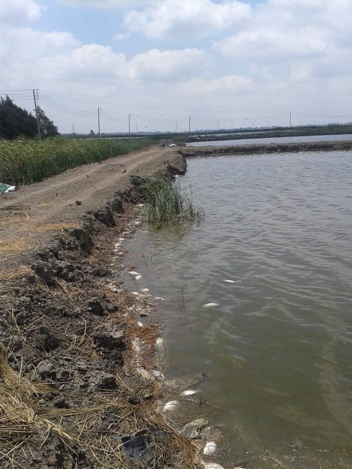 aquageimprove's tweet photo. #SmallScalefarmers had double extreme effects. One is #COVID19  and the other one is #FishPathogens that causes severe #EconomicLosses. Efforts needs to strengthened for both #humanBiosecurity and #AquaticAnimalsBiosecurity.@aquageimprove https://t.co/sJ3f7RRnak