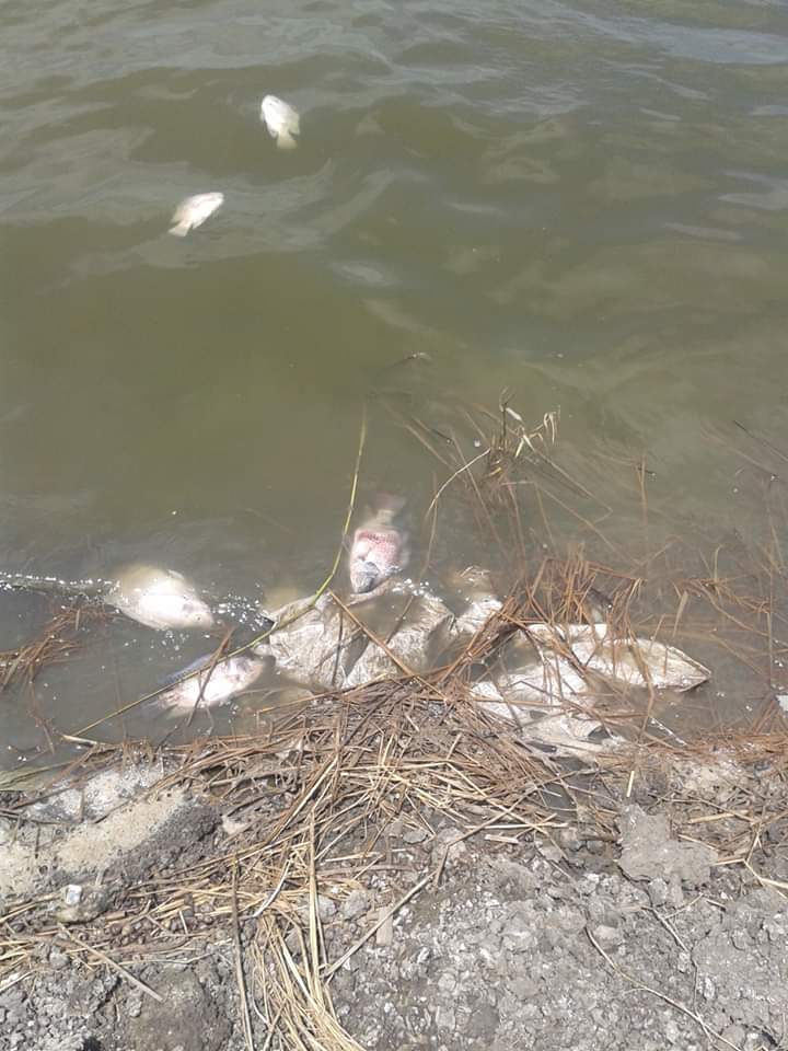 aquageimprove's tweet photo. #SmallScalefarmers had double extreme effects. One is #COVID19  and the other one is #FishPathogens that causes severe #EconomicLosses. Efforts needs to strengthened for both #humanBiosecurity and #AquaticAnimalsBiosecurity.@aquageimprove https://t.co/sJ3f7RRnak