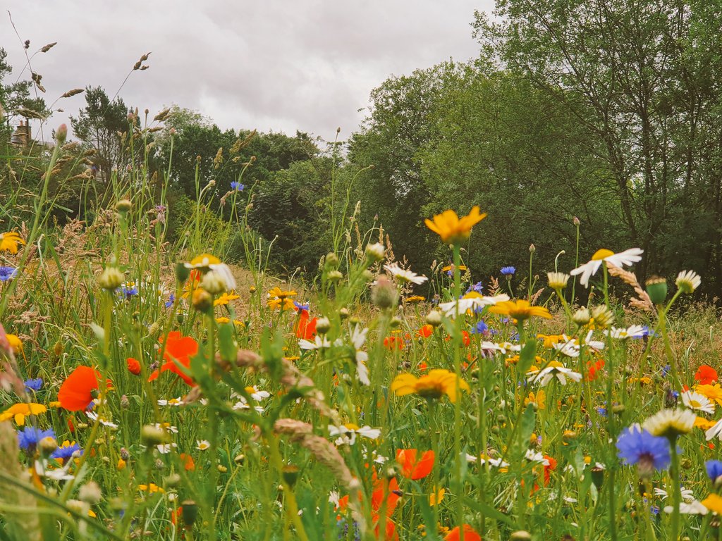 MillarRichard's tweet photo. Wild flower meadow: the wonder of helping it all go wild in the #MillGreen #DollarGlen @nature_scot @N_T_S @welovehistory @DiscoverClacks @scot_nature_boy @wildscotland https://t.co/vtsg72ObNJ