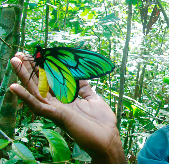 Alas de Pájaro, la mariposa más grande del mundo - Billiken