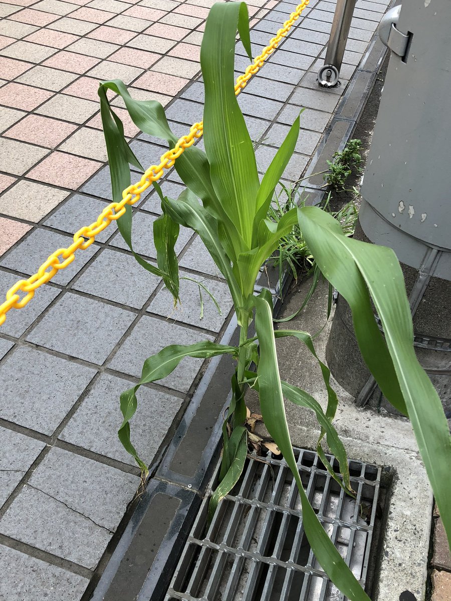 吉祥寺東急裏 吉祥寺東急裏
