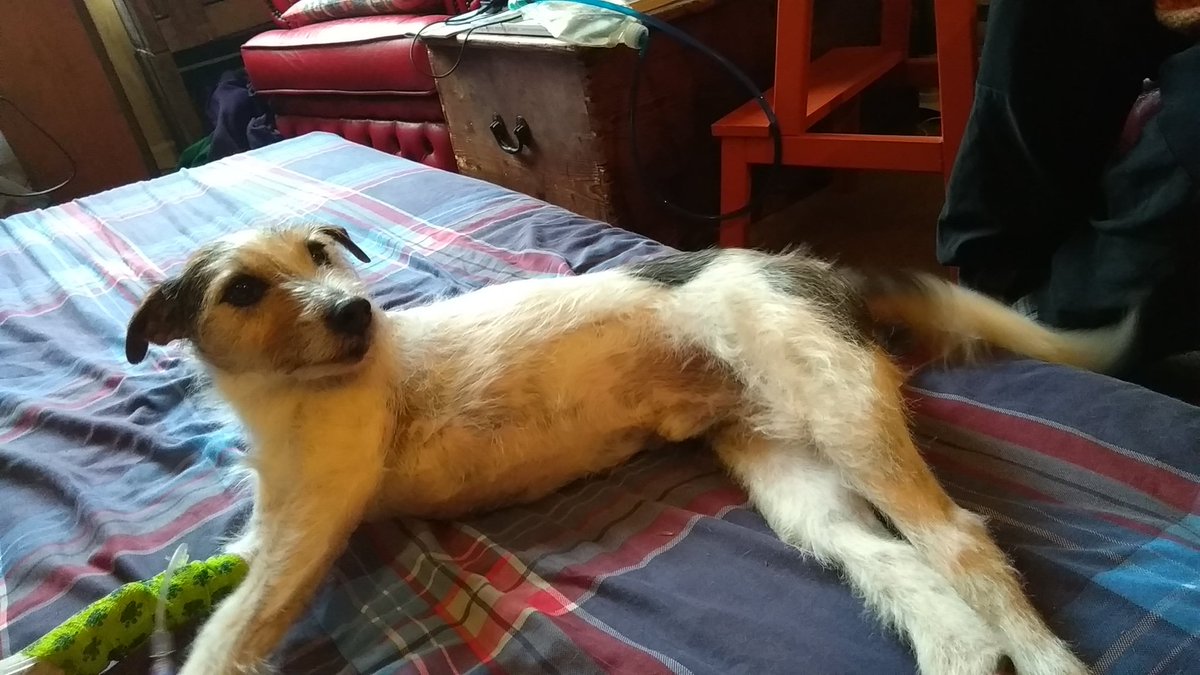 Hospitalisation, Mam's-a-vet edition. This boy has no idea how good he has it We're off painkillers & ramping down other meds. The pancreas is healing. We are the virus.