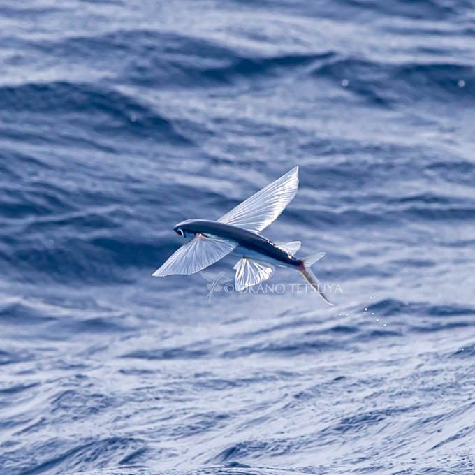 トビウオのtwitterイラスト検索結果 古い順