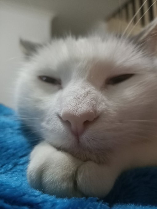 My cat hates me because I insist on getting his most unflattering angles https://t.co/Ne60am3X1p