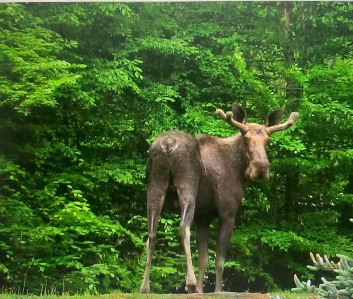 lorihamlin23's tweet photo. Bear ... .. moose. What the heck in old forge. https://t.co/MSrLFmh4HY