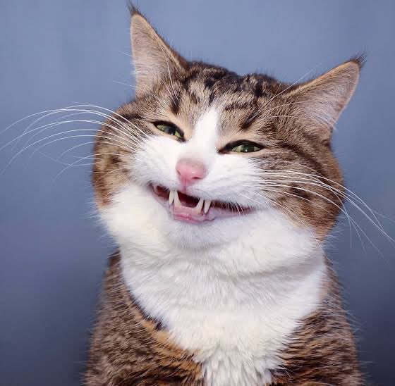 chinnieruby's tweet photo. Same energy https://t.co/RaJRjNtbI9