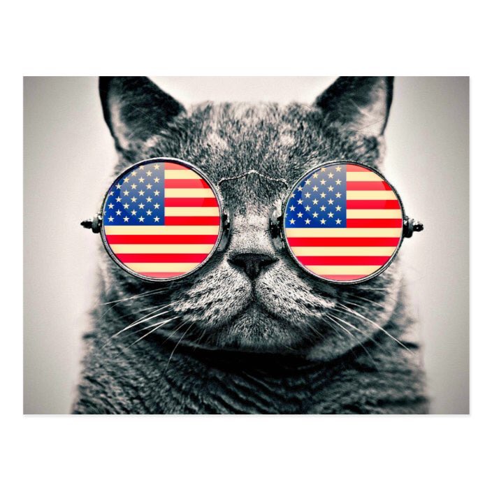 vetforcatsonly's tweet photo. Have a great 4th!!! #vetforcatsonly #4thofJuly #cats #lovecats https://t.co/WM4v9n2hL9