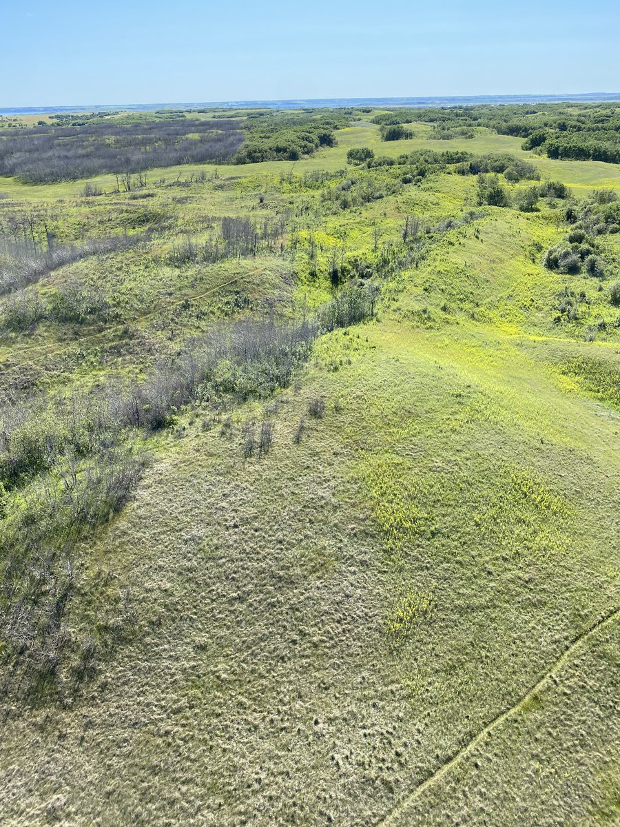 Leafy spurge / brush control application from one year ago using Navius