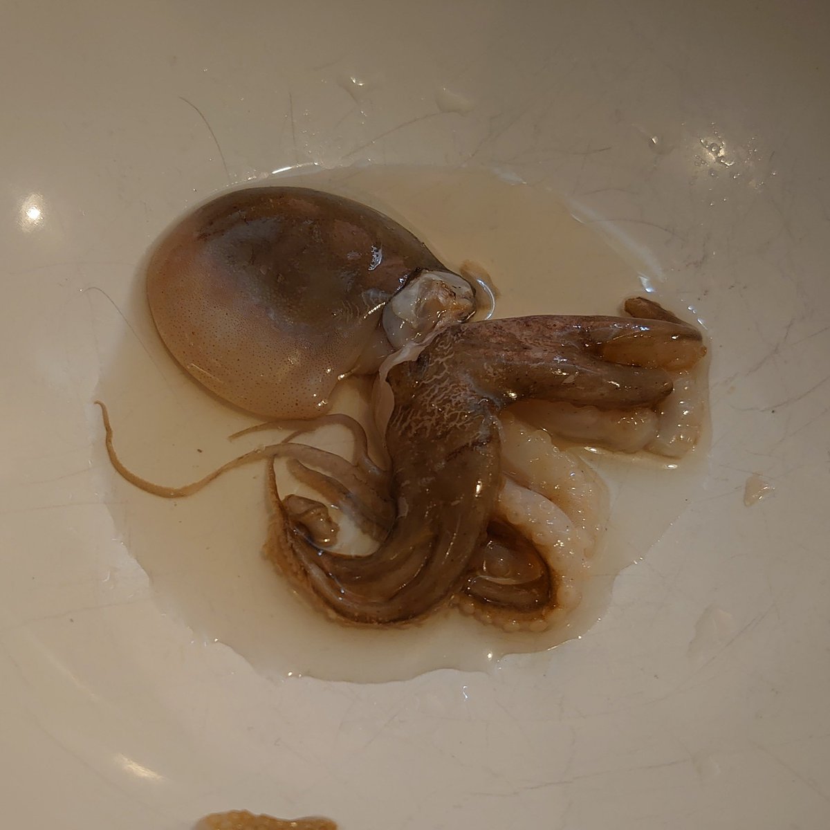 covertcarnivore's tweet photo. Husband has bought me a huge bag of octopuses (octupi?) ... Now just got to work out how to cook them 😍

🥩 #BBQ #beef #carnivore #carnivorediet #carnivores #protein #steak #zerocarb #zerocarbs #keto #MeatHeals https://t.co/eUAPdHvA5Z