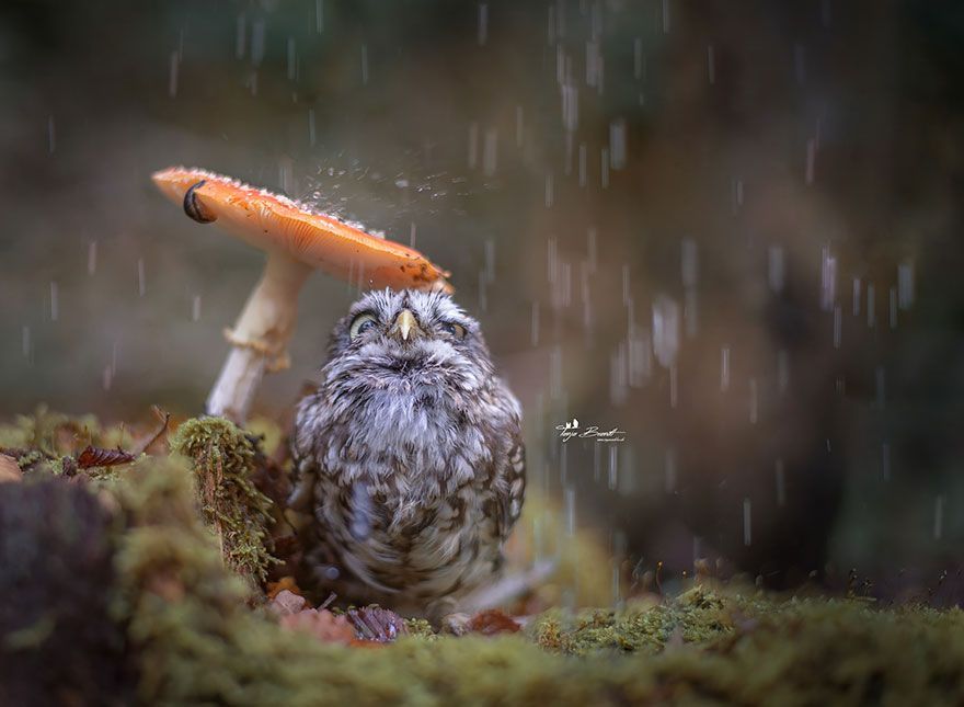 9GAG's tweet photo. I've got you covered🍄

📸 tanja_brandt | IG https://t.co/zuhlX7OunT