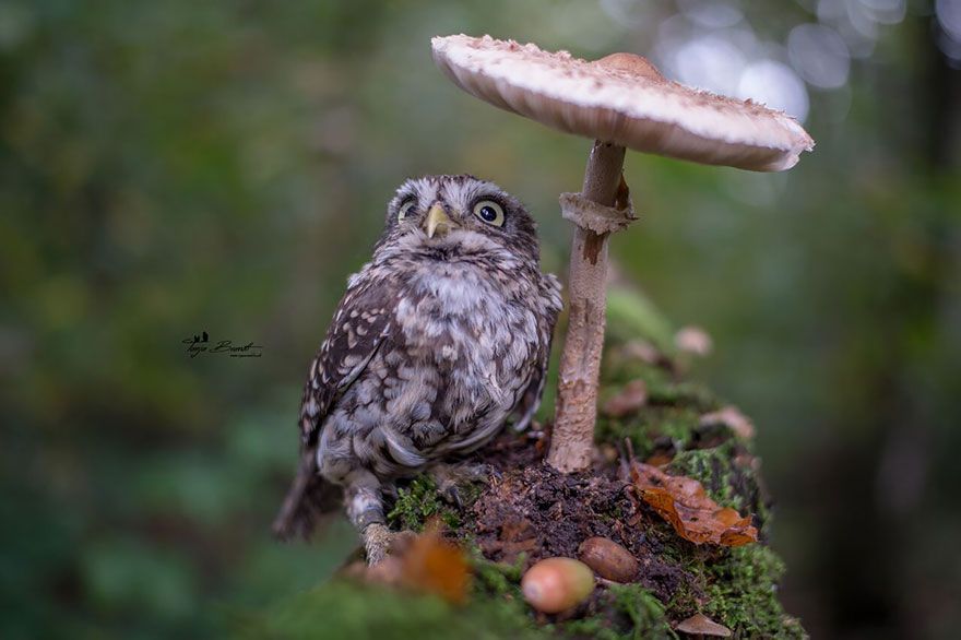 9GAG's tweet photo. I've got you covered🍄

📸 tanja_brandt | IG https://t.co/zuhlX7OunT