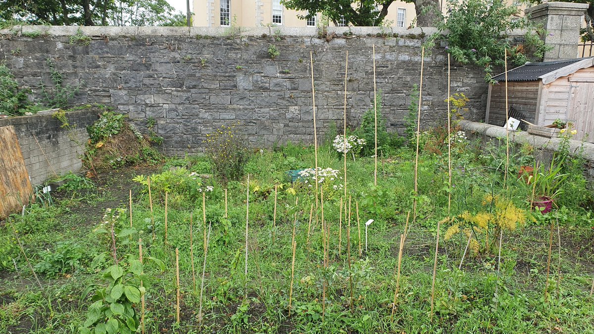 InfirmaryGarden's tweet photo. Soft day, but some pea picking and weeding done https://t.co/rmtVLqszUV