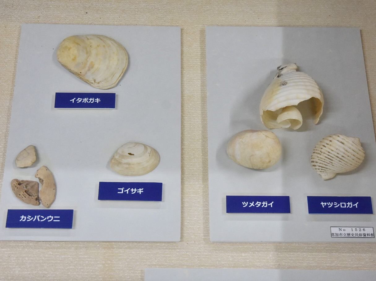 S 1 Yasubeat 松伏町役場にあるっぽいですね 首に孔開いてるのが珍しい Pdfにリンクがうまく張れないので 本郷貝塚出土縄文土器及び石器 で検索よろしく T Co Jmonnlztej Twitter