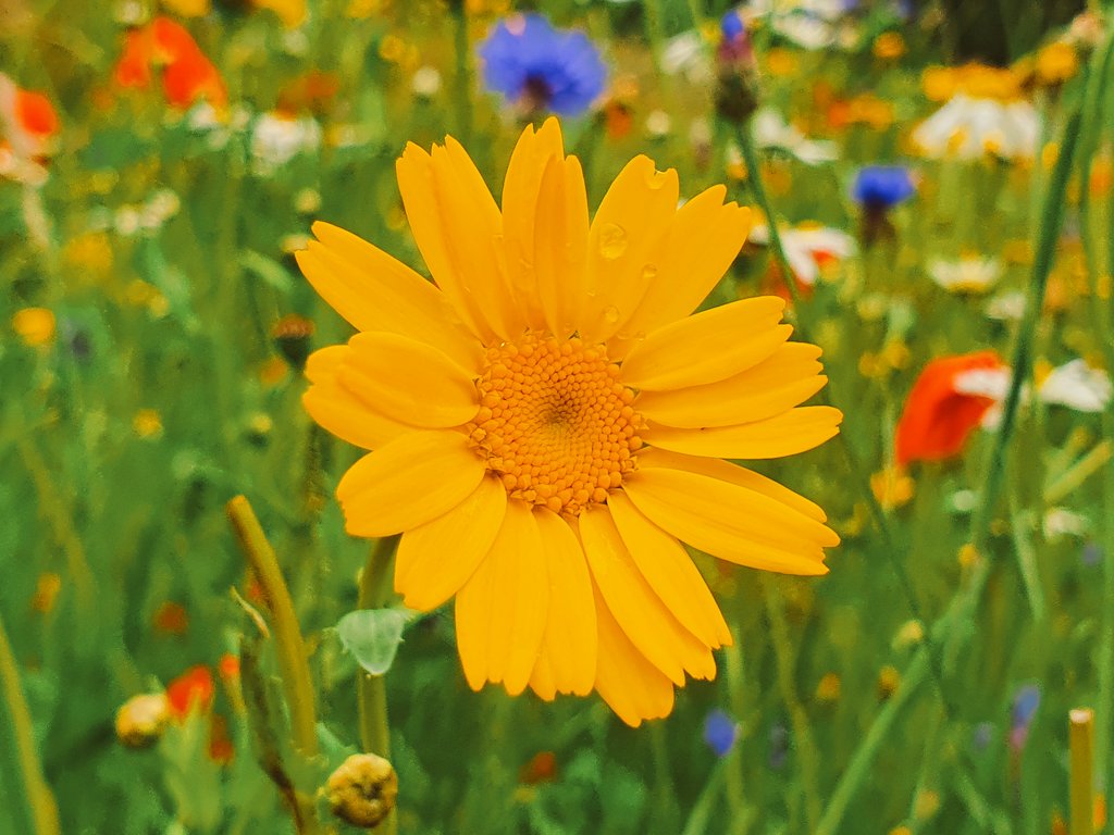 MillarRichard's tweet photo. Happy #NationalMeadowsDay from the #MillGreen in #Dollar @WoodlandTrust @N_T_S @PlantlifeScot @Love_plants https://t.co/sy2t3WwGGW