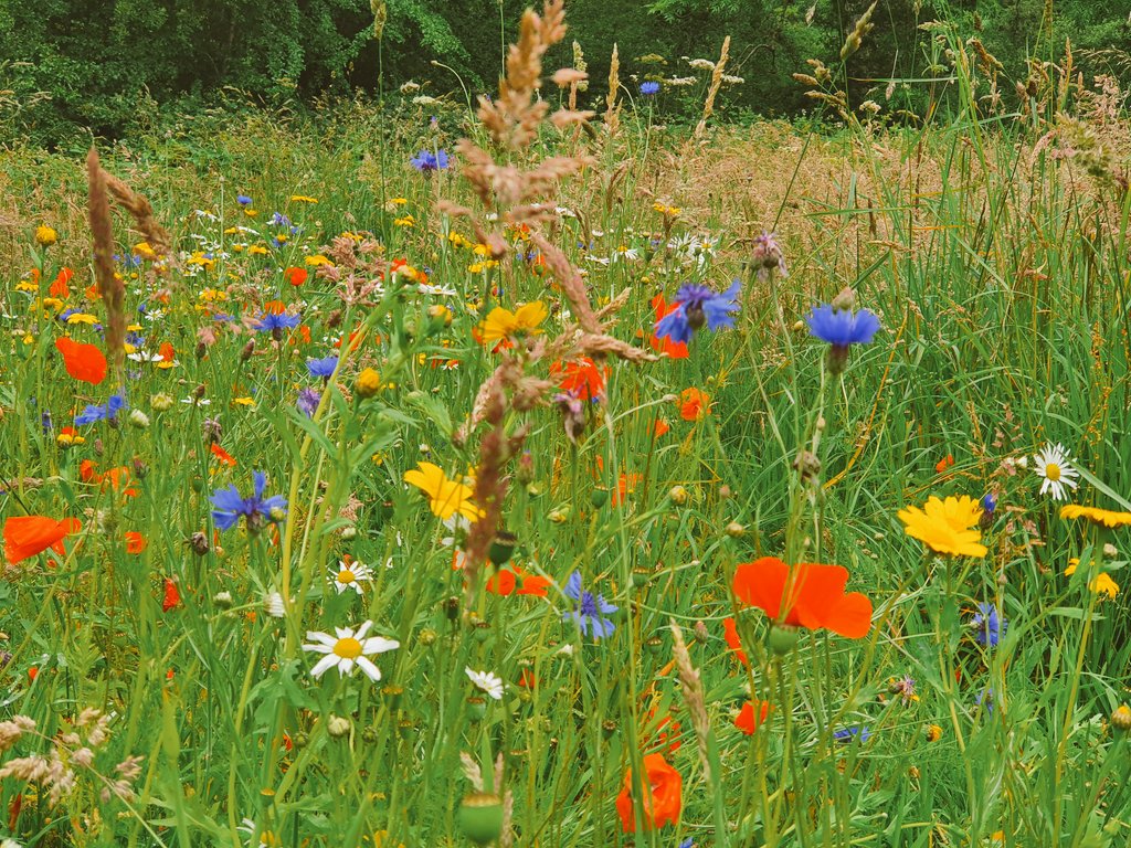 MillarRichard's tweet photo. Happy #NationalMeadowsDay from the #MillGreen in #Dollar @WoodlandTrust @N_T_S @PlantlifeScot @Love_plants https://t.co/sy2t3WwGGW