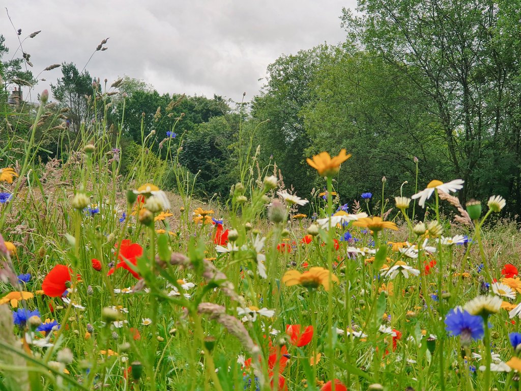 MillarRichard's tweet photo. Happy #NationalMeadowsDay from the #MillGreen in #Dollar @WoodlandTrust @N_T_S @PlantlifeScot @Love_plants https://t.co/sy2t3WwGGW