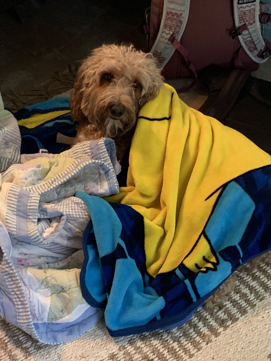 RaineyVoI's tweet photo. Bernie got hit by a car this morning. He’s already been to the vet and got his leg cast and is really high at the moment. He will make a full recovery #BernieStrong https://t.co/I2R77zEgx7