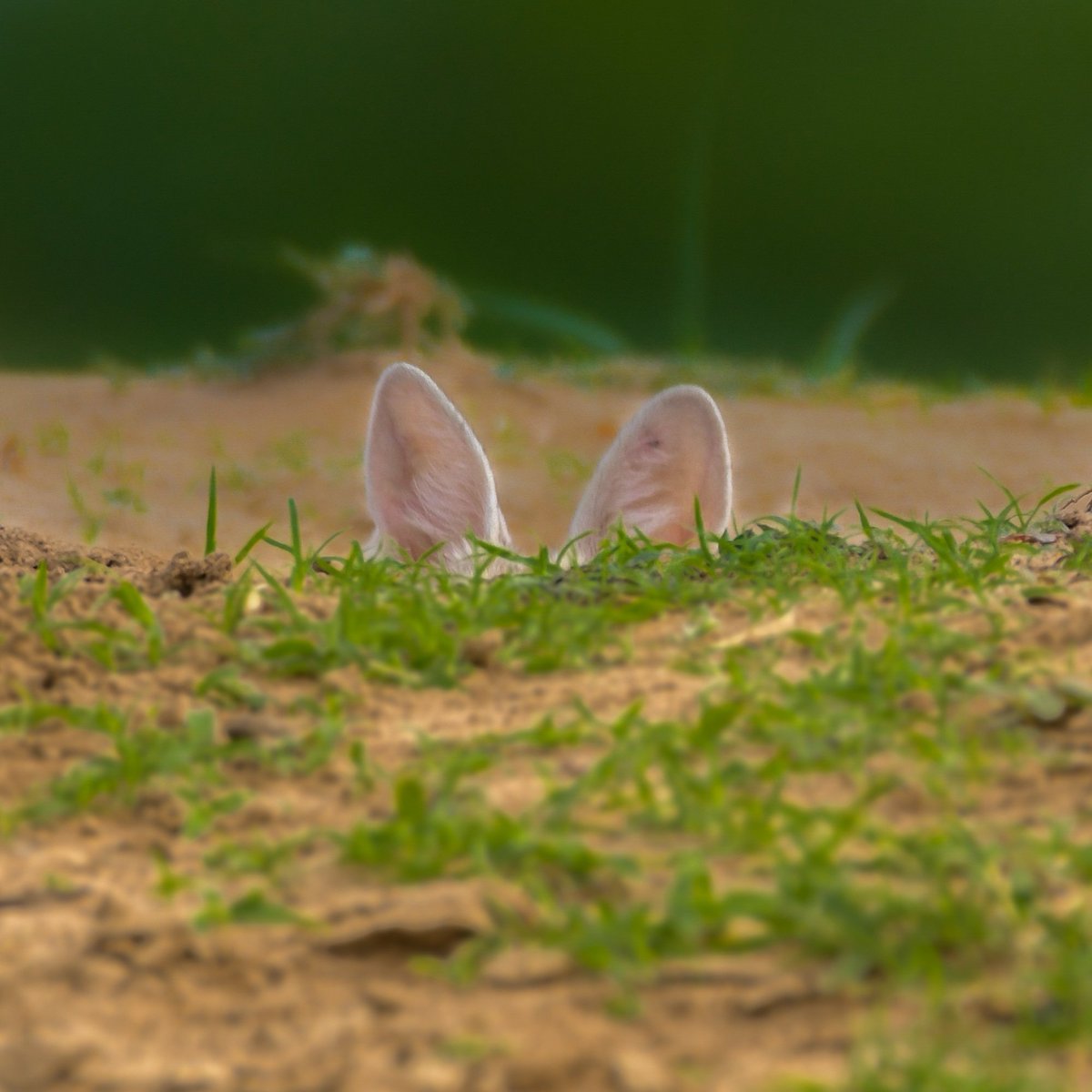 drshabankhan's tweet photo. Puppy of Indian Fox
@NatGeoIndia @BBCEarth @NikonIndia https://t.co/KxvFNd4HxU