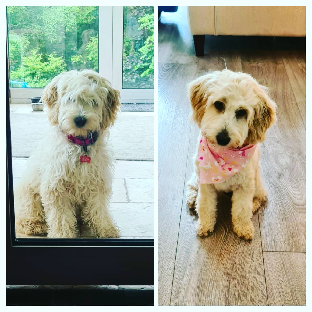 cahillbarbara's tweet photo. Short, back & sides! #sandy #firstgroom #cockapoo https://t.co/2TRUgUcn3G
