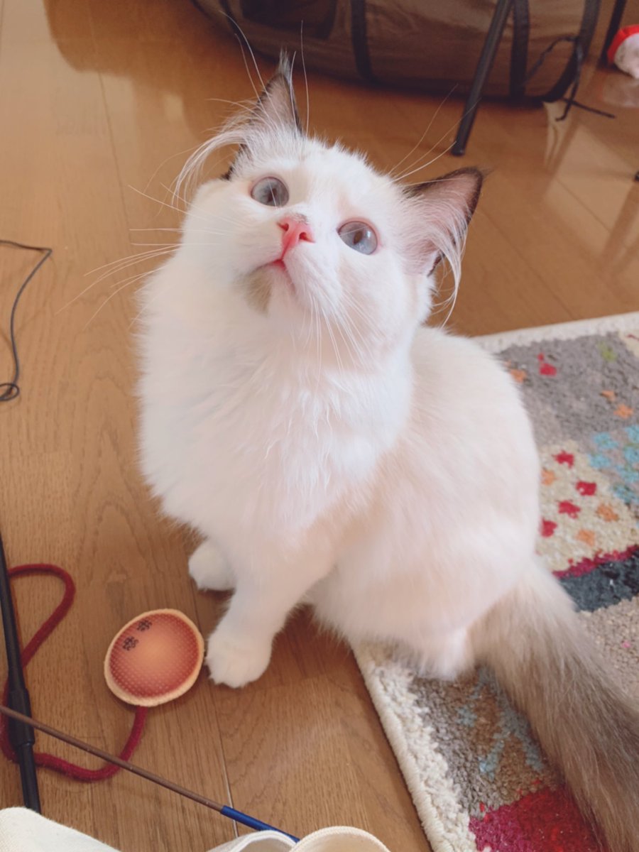 temari_tm's tweet photo. 全部かわいいんだけど、特に美ニャンだと思う厳選の4枚見て…
猫界のアイドルオークションあったら絶対受かる自信ある
#猫 #ラグドール https://t.co/ZPVBwJaI5P