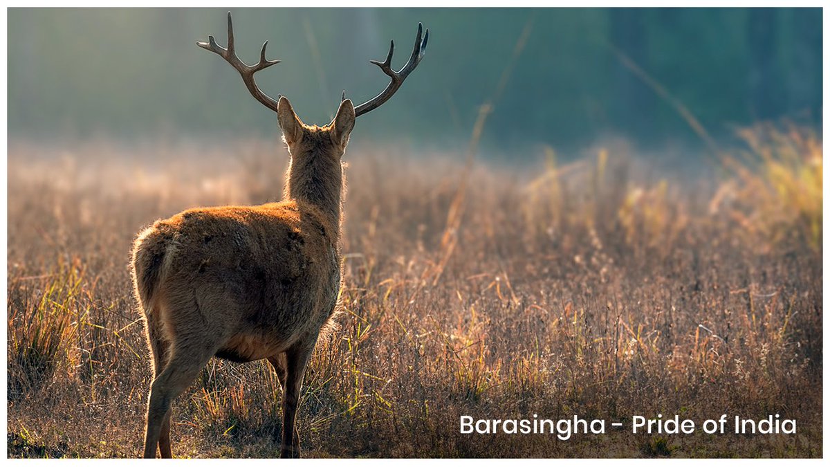 Incredible Ndia On Twitter The Indian Barasingha Or Swamp Deer Is An Endangered Species Of Deer And Can Be Seen In Protected Sanctuaries In India Pc Ratish Nair Https T Co 4c3vpcnumz