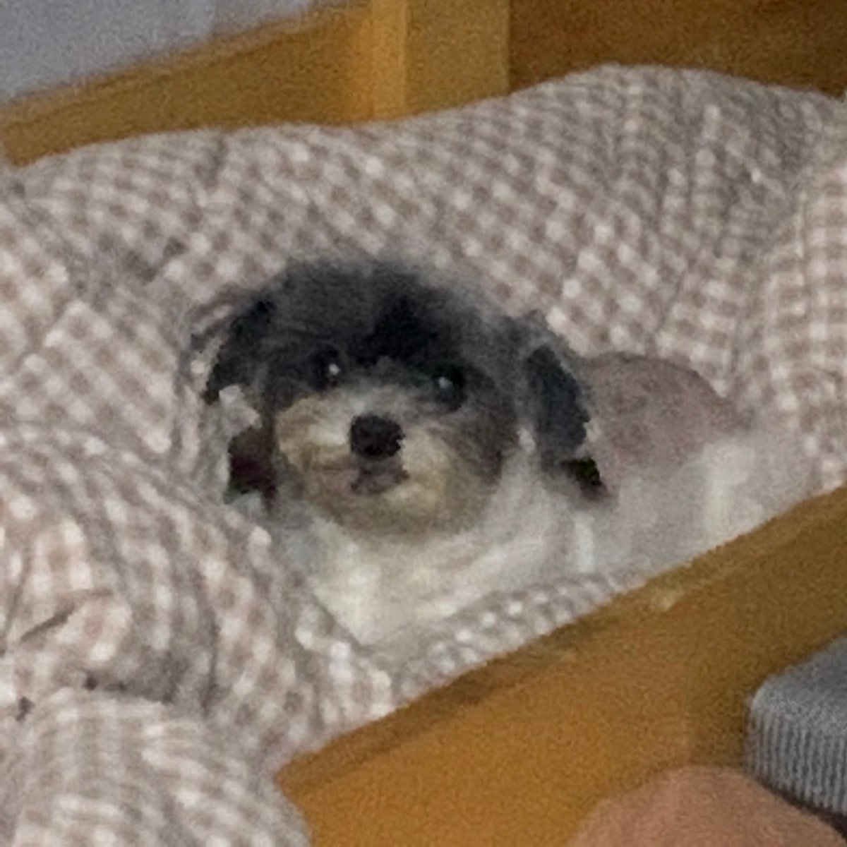 woo_nyom's tweet photo. 우리집강아지귀엽죠 https://t.co/jfktXcwRag