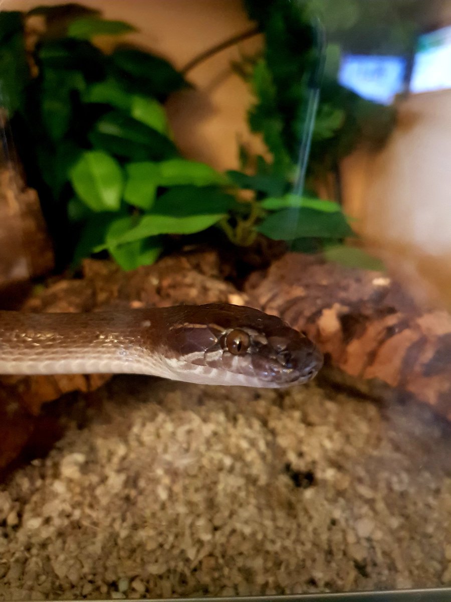 robp_design's tweet photo. Say hello to the newest member of the family. An as of yet unnamed Cape House #snake. She is a little beauty. Just got to wait for the girls to give her a name. #reptiles #capehouse #snakes #snakekeeping #VIVARIUM https://t.co/S2OKuruhvT