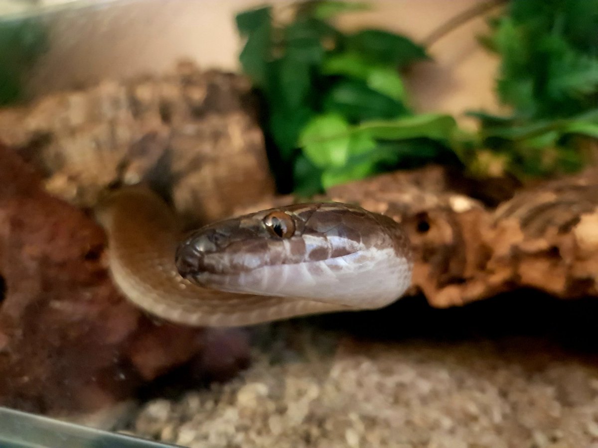 robp_design's tweet photo. Say hello to the newest member of the family. An as of yet unnamed Cape House #snake. She is a little beauty. Just got to wait for the girls to give her a name. #reptiles #capehouse #snakes #snakekeeping #VIVARIUM https://t.co/S2OKuruhvT