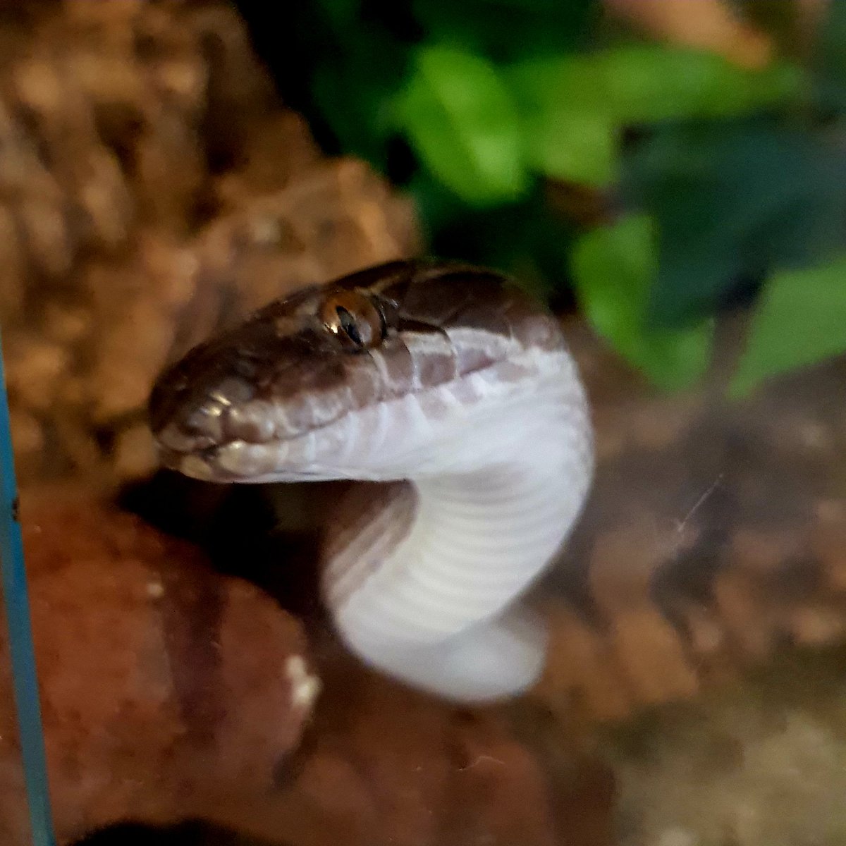 robp_design's tweet photo. Say hello to the newest member of the family. An as of yet unnamed Cape House #snake. She is a little beauty. Just got to wait for the girls to give her a name. #reptiles #capehouse #snakes #snakekeeping #VIVARIUM https://t.co/S2OKuruhvT