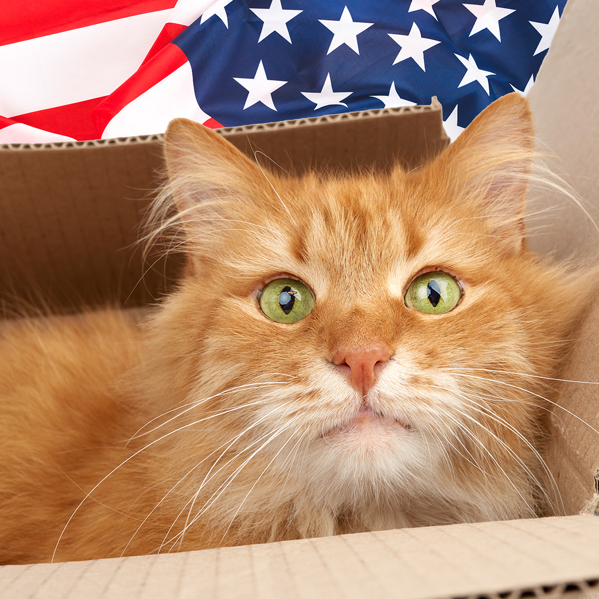 pawproject's tweet photo. "I think I'll just sit the celebrations out this year and relax in my box" - Cat. #July4 #IndependentCat

Did you know that declawed cats have higher levels of cortisol in their tissues than their clawed counterparts? This denotes chronic stress. #TheMoreYouKnow https://t.co/GLj1vLPybv