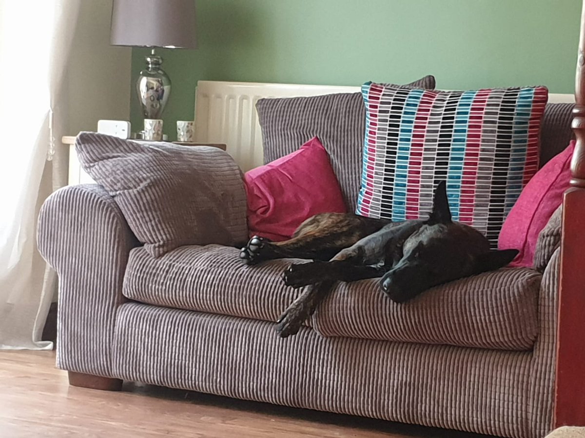 WMP Dog Unit tweet media