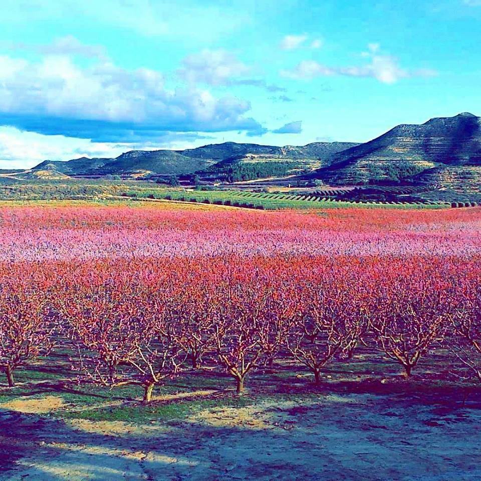 PostureigLleida's tweet photo. Aprovechemos el TT #Segrià:

El Segrià se encuentra en el oeste de #Catalunya, su capital es #Lleida. La cruza el río Segre. Niebla en invierno y 200 grados en verano. El producto Km0 es para sucarle pan y sus gentes somos los amos y señores de las bestias de la clamor. https://t.co/o4OxZaWM0K