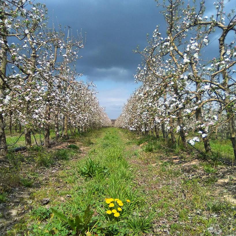 PostureigLleida's tweet photo. Aprovechemos el TT #Segrià:

El Segrià se encuentra en el oeste de #Catalunya, su capital es #Lleida. La cruza el río Segre. Niebla en invierno y 200 grados en verano. El producto Km0 es para sucarle pan y sus gentes somos los amos y señores de las bestias de la clamor. https://t.co/o4OxZaWM0K