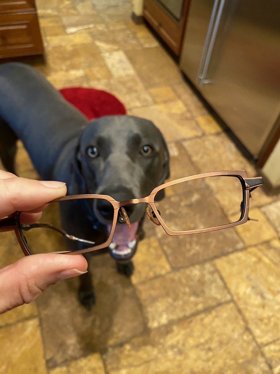 biagioDebbie's tweet photo. I jumped up@on counter , stole dad glasses , removed lens and ate the frames #brotherbiagio #dogshaming #guiltydogs @weimcrime @coverdog5 https://t.co/yxWXJK00wB