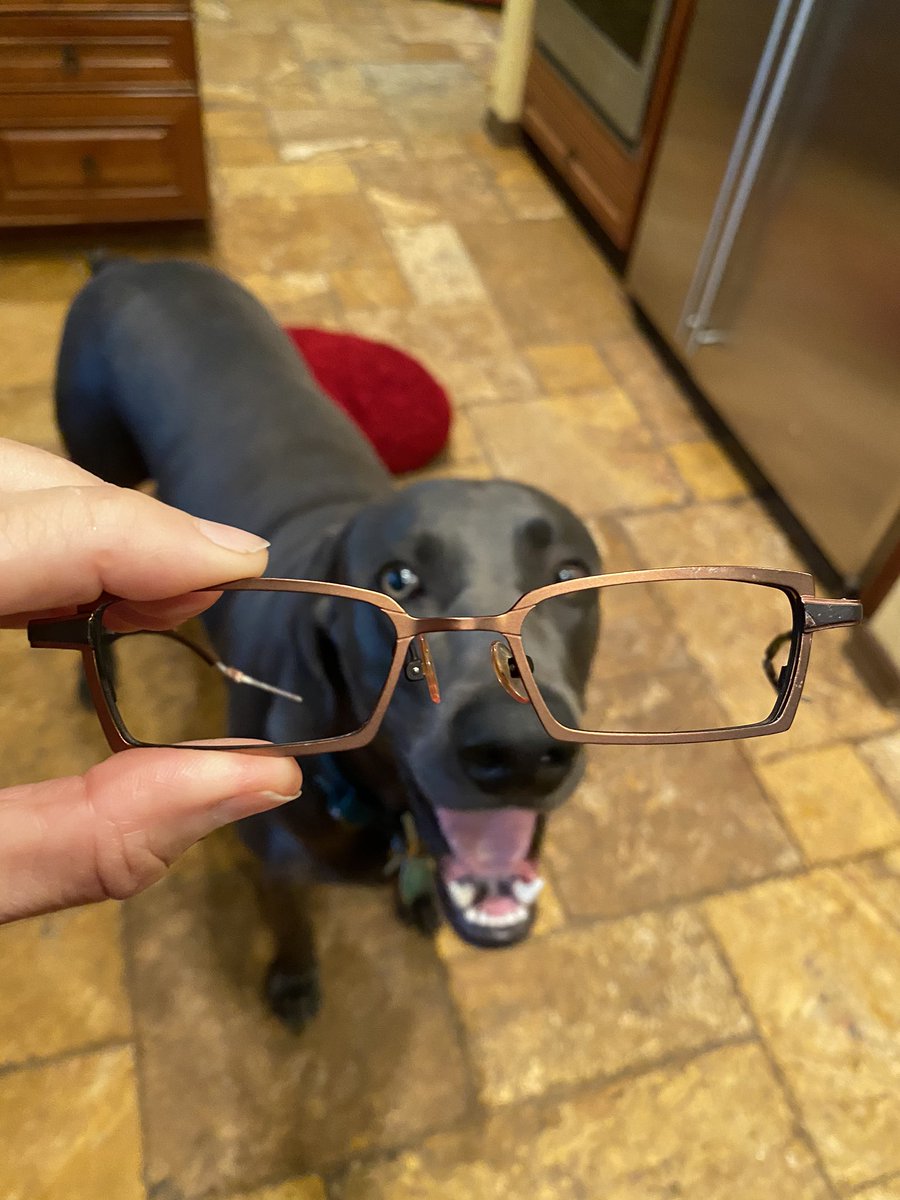 biagioDebbie's tweet photo. I jumped up@on counter , stole dad glasses , removed lens and ate the frames #brotherbiagio #dogshaming #guiltydogs @weimcrime @coverdog5 https://t.co/yxWXJK00wB