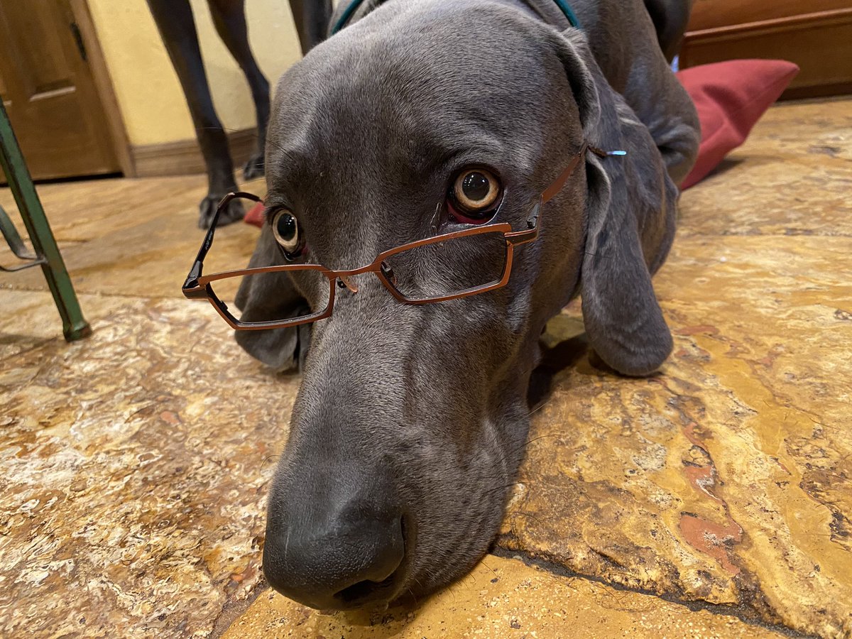 biagioDebbie's tweet photo. I jumped up@on counter , stole dad glasses , removed lens and ate the frames #brotherbiagio #dogshaming #guiltydogs @weimcrime @coverdog5 https://t.co/yxWXJK00wB