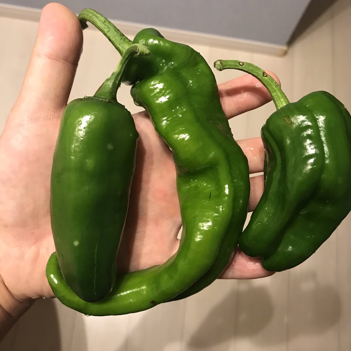 丸山宗利a K A まう山 ピーマンはタキイ の こどもピーマン という品種で 小ぶりながら肉厚でクセがなく とても美味しいです もちろんピーマンはクセも美味しいので 典型的なピーマンやししとう も植えてます 左から こどもピーマン ししとう