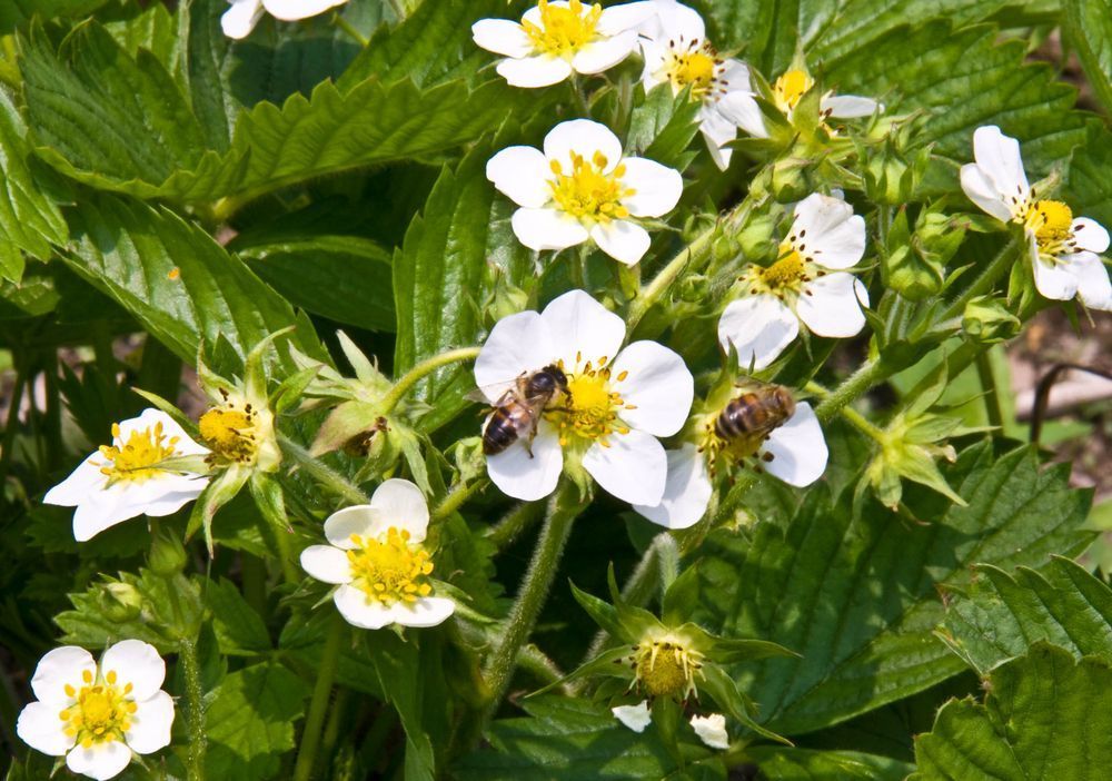 ESIsrael21c's tweet photo. ¿Cómo se alimentará el mundo cuando las #abejas hayan muerto?La startup #Edete de #Israel creó una revolucionaria tecnología de polinización artificial que pronto se probará en plantaciones de almendras en EEUU.
https://t.co/AR5JRtELE2 https://t.co/2M81iIO0Ec