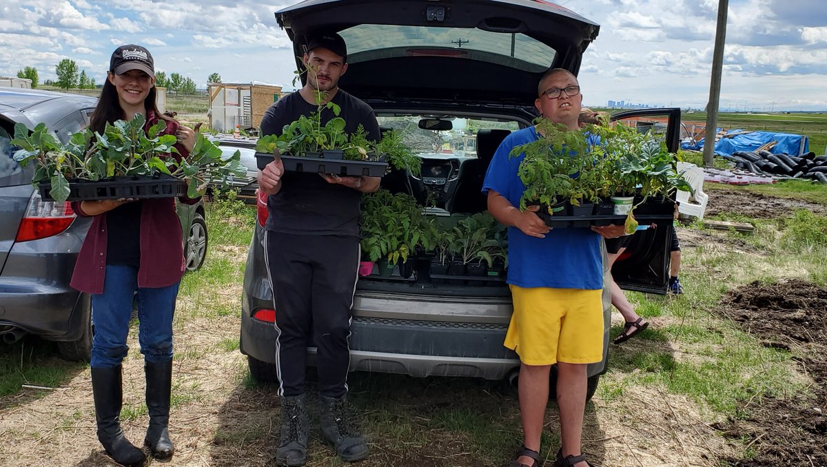 GrowCalgary's tweet photo. A huge thank you to @TheGivingGardenYYC for your donation of tomatoes! Our Food Access recipients will be so excited to eat these delicious harvests in one month's time. #yycfood #growvid2020 #growcalgary #foodsecurity https://t.co/rGD81cUXG9