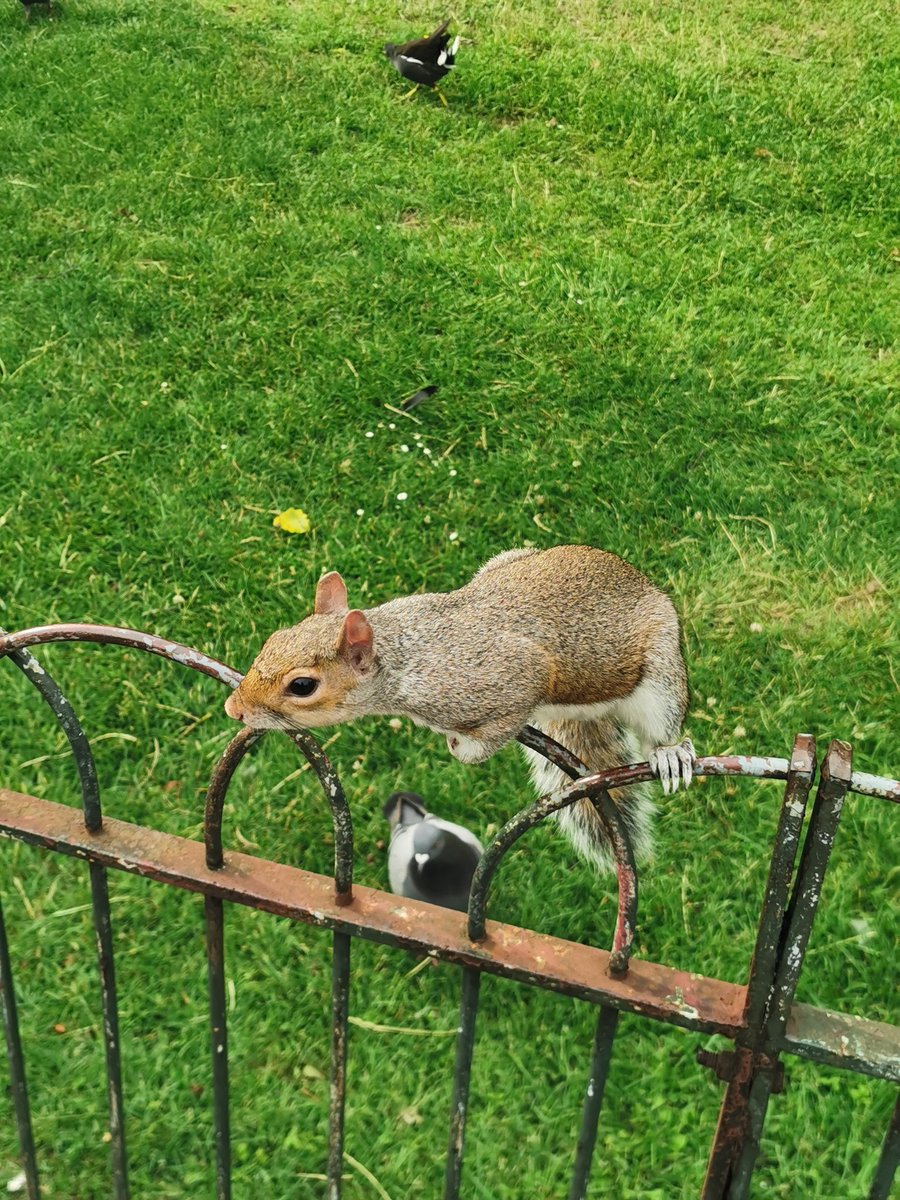 St James's Park was the haven of tranquility - well at least with the animals (including two of the Met's finest mounted police). Unfortunately too many people were clearly in groups, sat together with no attempt at social distancing. (8/n)