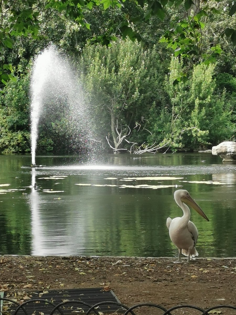 St James's Park was the haven of tranquility - well at least with the animals (including two of the Met's finest mounted police). Unfortunately too many people were clearly in groups, sat together with no attempt at social distancing. (8/n)