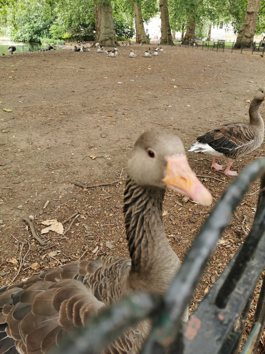 St James's Park was the haven of tranquility - well at least with the animals (including two of the Met's finest mounted police). Unfortunately too many people were clearly in groups, sat together with no attempt at social distancing. (8/n)