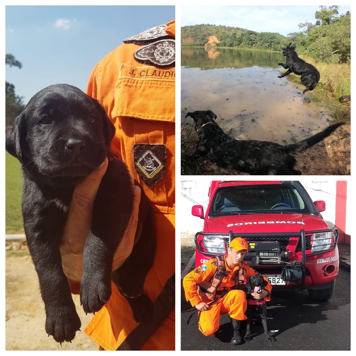 cbmerjoficial's tweet photo. 🐕Os filhotes vêm sendo treinados diariamente para a missão! Além do condicionamento físico regular, os cães são capacitados para encontrar e sinalizar vítimas em diferentes tipos de cenários, como matas, escombros, lama e, até mesmo, rios e lagos.
#2GSFMA #CBMERJ #TropaCanina https://t.co/ifaTYzYquP