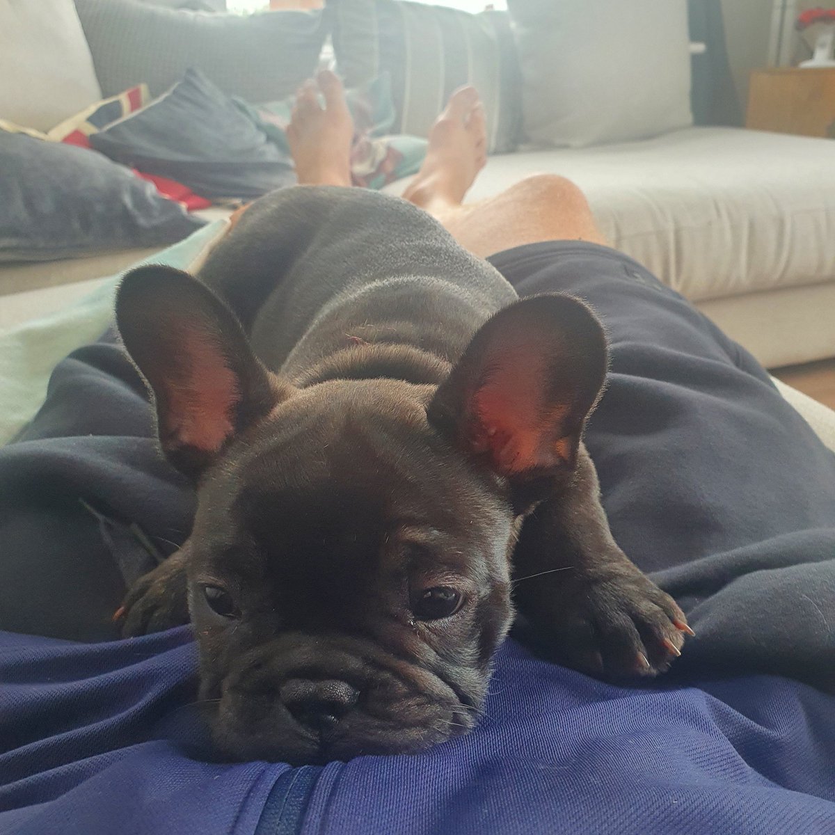 mattjaynes's tweet photo. @rickygervais always agreed that dogs are much better than people...saying that,  Basil here said he thinks you're a cunt!🖕 https://t.co/vqKbg9ZlAu