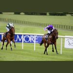 Photo by Grenane House Stud (@grenane)