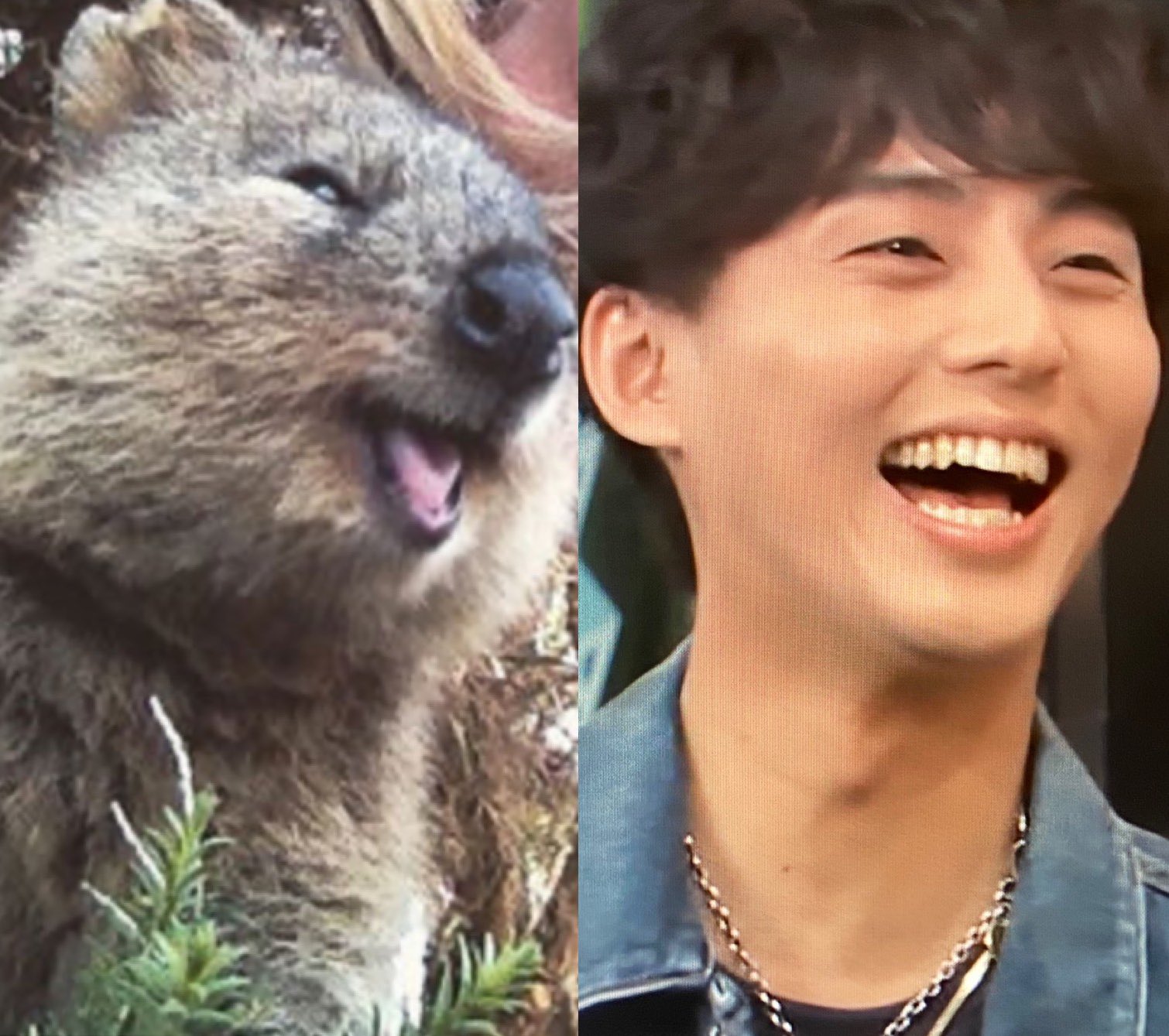 ゆみ 3 ｰ たい 3 ｰ クアッカワラビー 世界一幸せそうな動物 俺 大笑いした時とかドンピシャでクオッカの顔する時あるらしいのよ ご飯食べてる時に 両頬に溜めて噛んでるのがクオッカになってたみたいで 俺 大学の友達に クオッカって呼ばれ