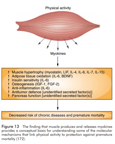 IberianCitizen's tweet photo. El músculo como órgano secretor y su relación con la salud #citoquinas #Mioquinas #Interleucina #IL6 #BDNF #IL7 #IL8 #IL15 #LeukemiaInhibitoryFactor y otros asuntos #PuraMedicina
https://t.co/dKQBbbjQh0
https://t.co/sCaPwIJcYK https://t.co/vgqTEFpImY