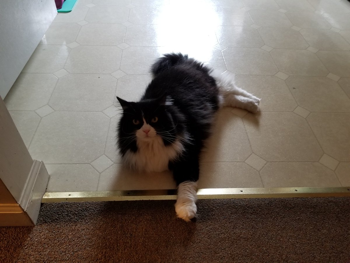 RuckusAmungus's tweet photo. 😹 #Caturday Morning Routine: Cross this Line without paying the "Snack Toll", there will be Consequences😹 #TheFurrRealStruggle
#CatsOfTwitter #4thofJuly2020 #4thofJuly #SaturdayMotivation #SaturdayMorning #SaturdayThoughts #saturdayvibes
#flooflylicious #DIVA #TopMeowdels https://t.co/fwKaiaMvMC