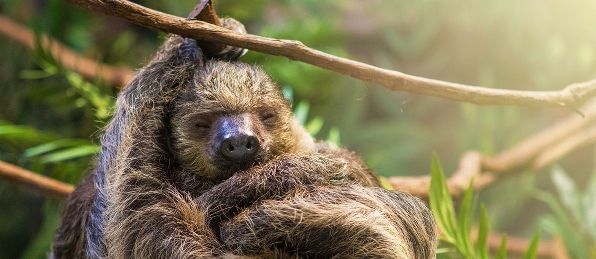 donna_gilberto's tweet photo. Travel Now - Great Exotic Offers
Costa Rica 12 Days Tropical Rainforests &amp; Beach Escape from $1,349
https://t.co/1Ui466uMZ5

#traveldeal #travelwithgrandeur #breakfast #travels #traveling #vacation #travelife #weekend #weekendgoals #travelinspiration #travelgoals #explore https://t.co/52ze3VSgKK
