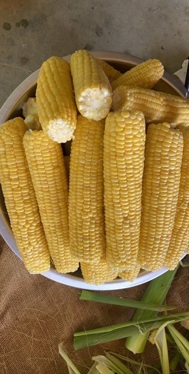 GardnerKristy's tweet photo. We love Wellons corn!  Thank you for growing it! ❤️🌽  #cornheads #thankafarmer https://t.co/T4pTpqDex0